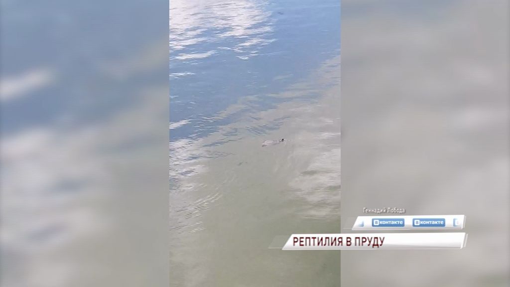 В Брагинском пруду нашли рептилию