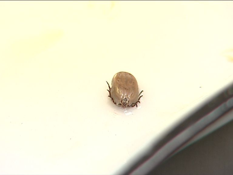 В Ярославле проведут противоклещевую обработку