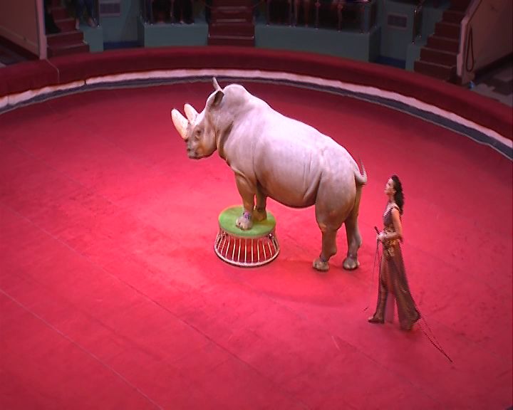 Носорог, жираф и верблюды продолжат радовать детей и взрослых в Ярославском цирке