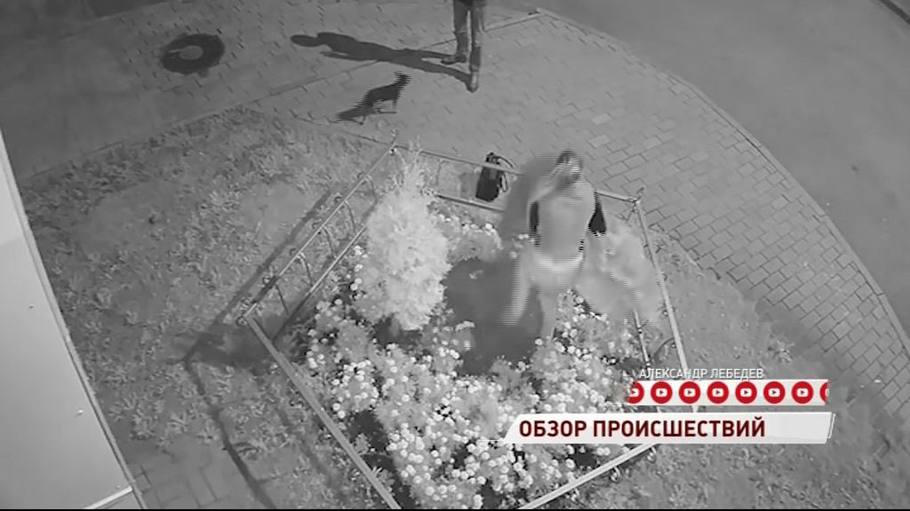 Видеозапись похищения туи взорвала просторы интернета