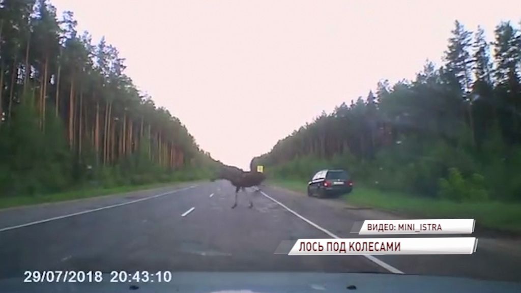 ВИДЕО: Лось бросился под колеса машины на трассе Углич - Калязин