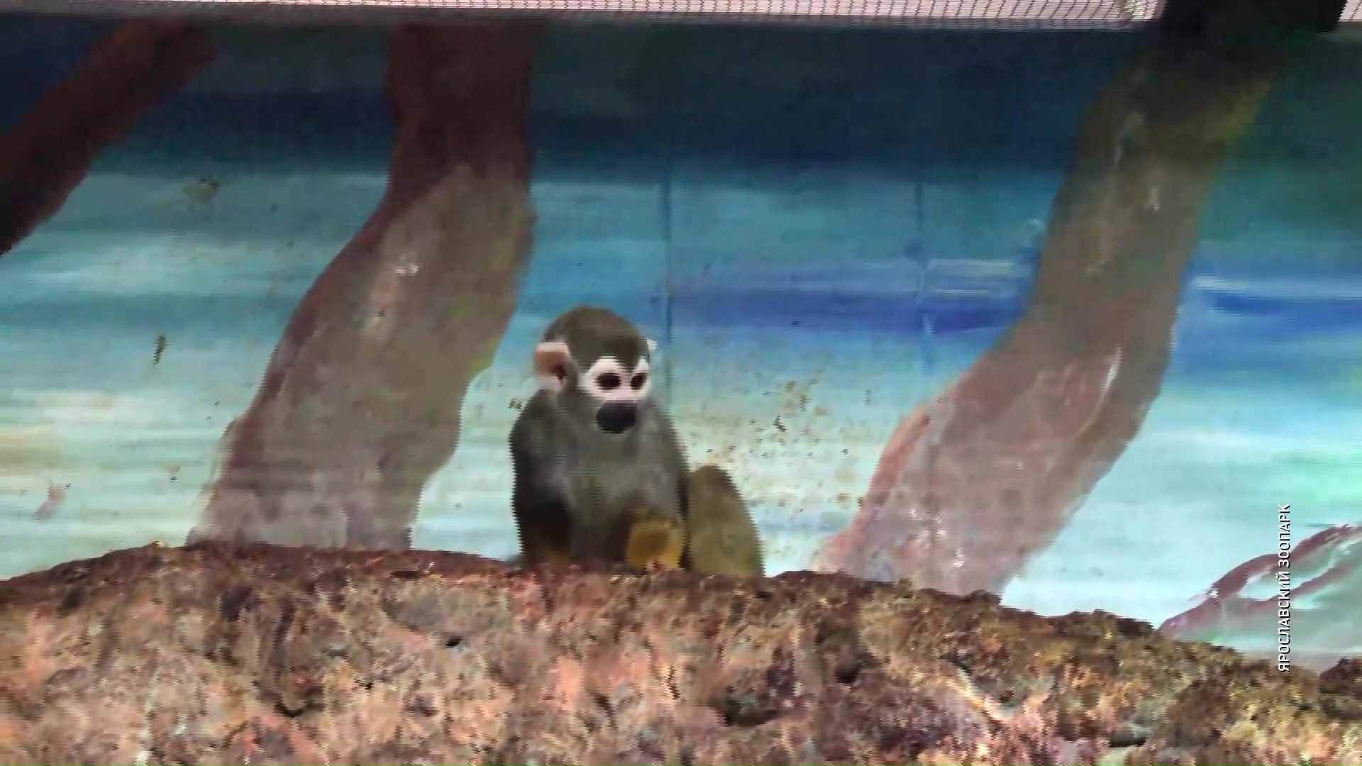 В ярославском зоопарке на свет появился детеныш беличьей обезьяны