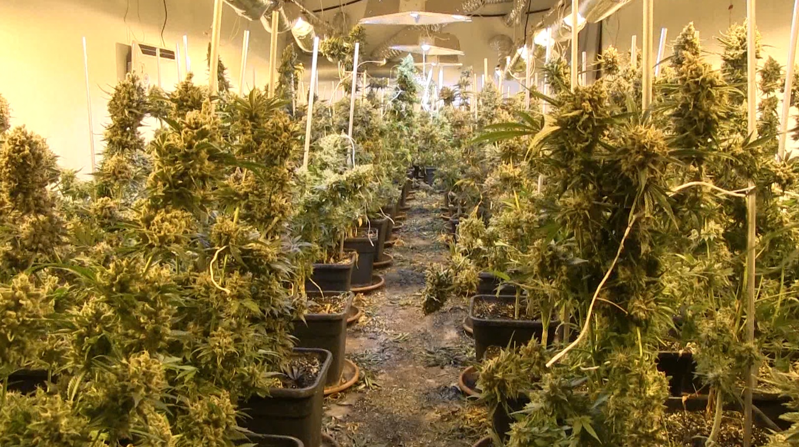 Конопляные джунгли: полицейские задержали владельцев наркоплантаций