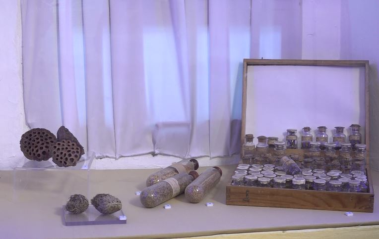 «История вещей». Необычная коллекция семян