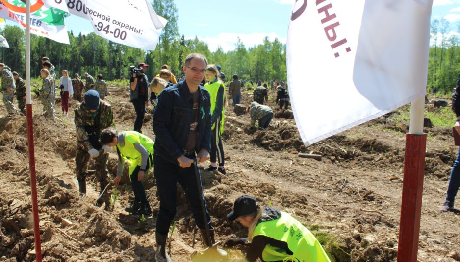 В Большесельском районе высадили девять тысяч саженцев ели