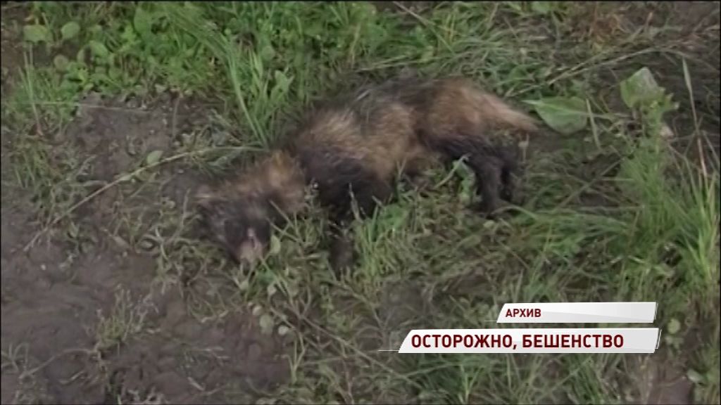 Новый случай бешенства зафиксирован в Ярославской области