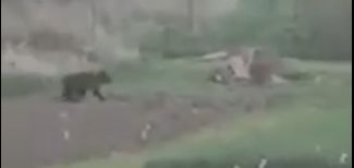 В населенном пункте Ярославской области заметили еще одного медведя