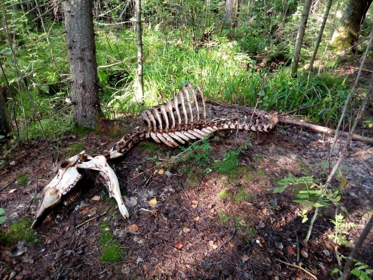 Увидели кости и побросали корзины: в Даниловском районе грибников напугала страшная находка