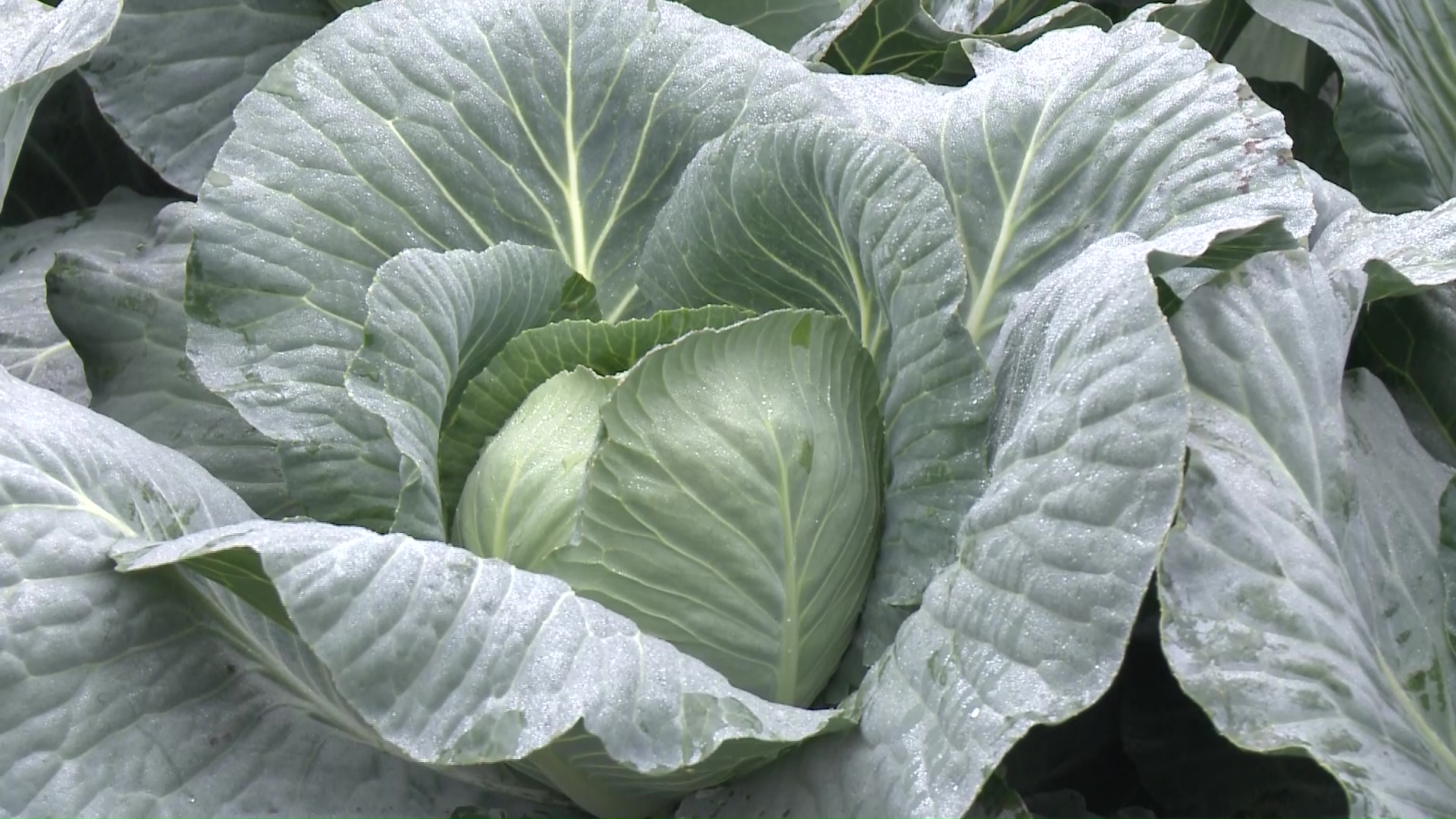 В Ярославском районе начали собирать капусту: сколько тонн появится на прилавках