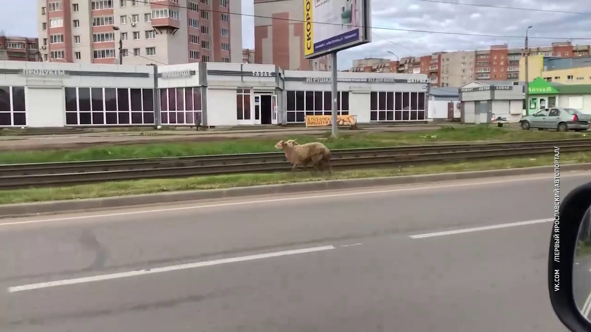 По Ярославлю прогулялись овцы