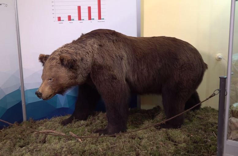 «Наша природа». Спит ли медведь во время спячки?