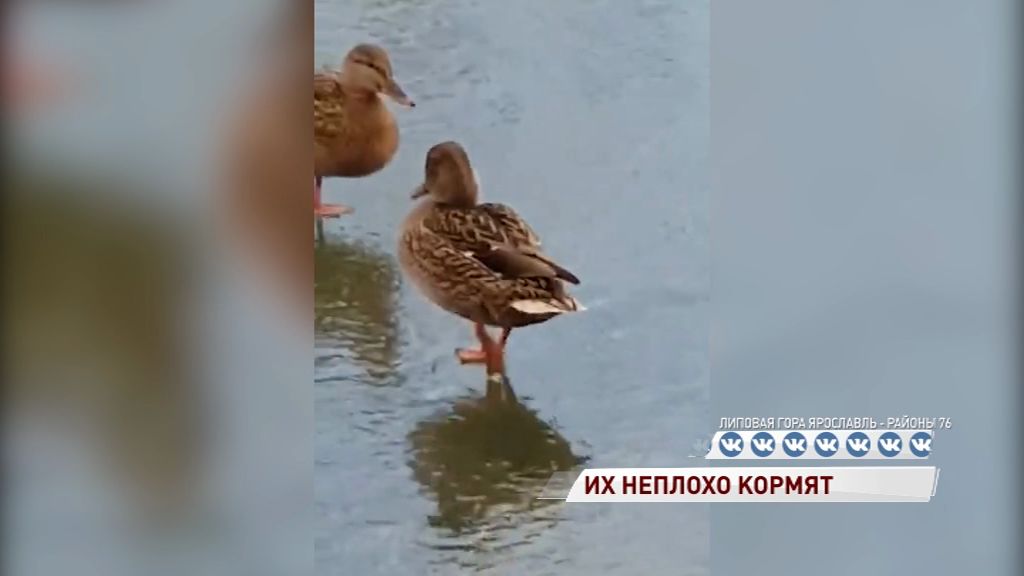 Ярославские уточки решили не улетать на юг, а остаться поближе к еде