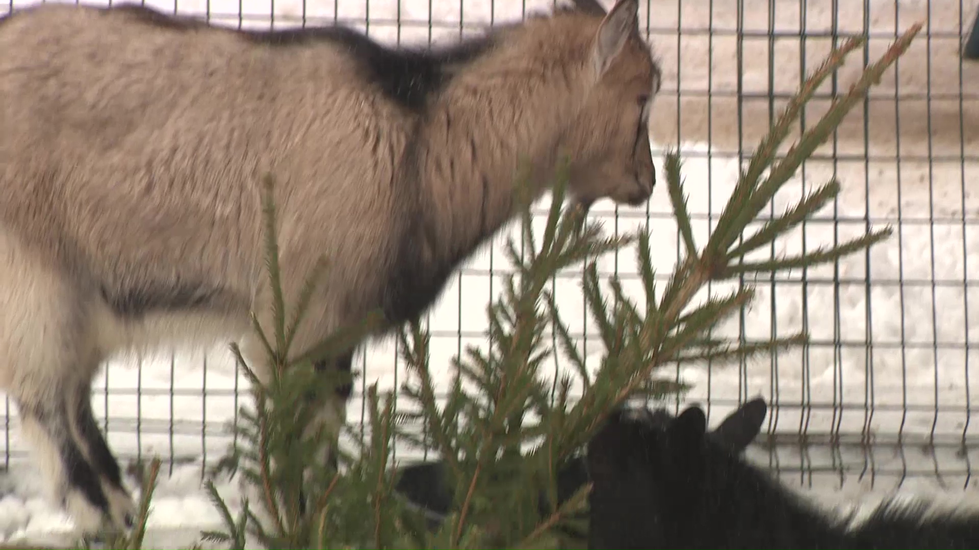 Новогодние елки ярославцев скормят козлам и верблюдам