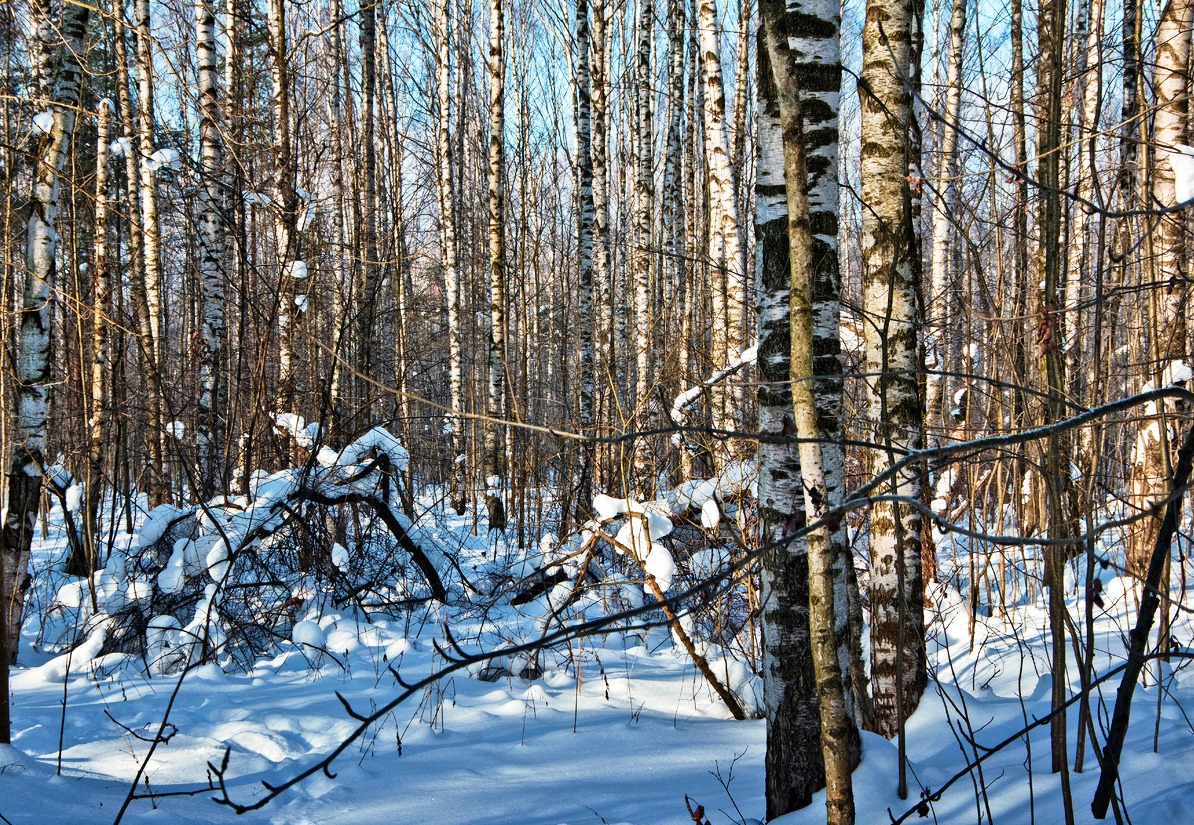 В Ярославской области планируют внести изменения в правила сбора валежника