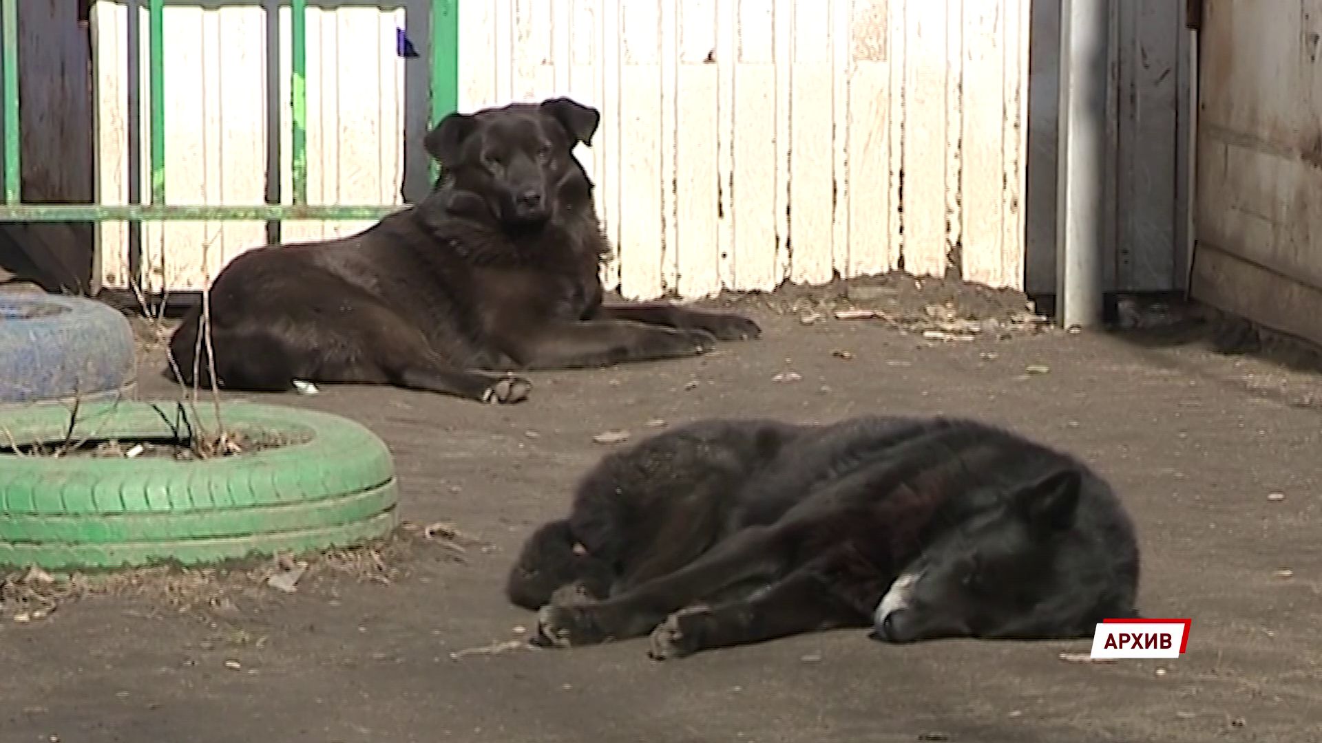 Бездомных псов из Переславля-Залесского вакцинируют в Московской области