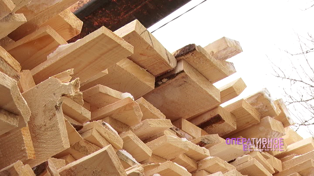 В Ярославле опять ловили «черных лесорубов»: сколько нарушителей попалось