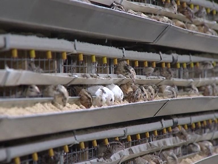Под Угличем в бывших коровниках выращивают тысячи перепелок