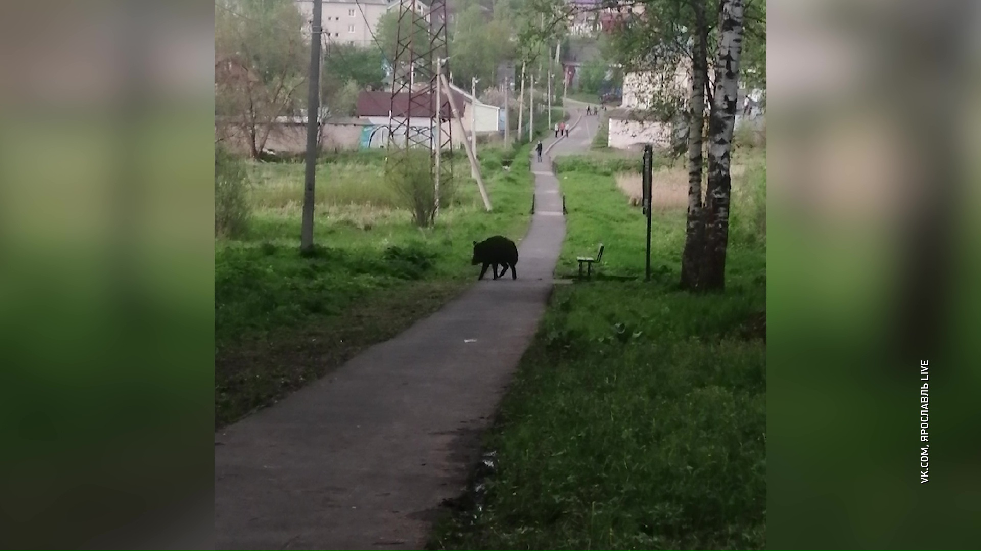 Жители Данилова сфотографировали кабана