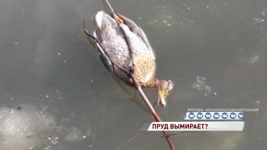 В пруду парка «Нефтяник» стали гибнуть животные