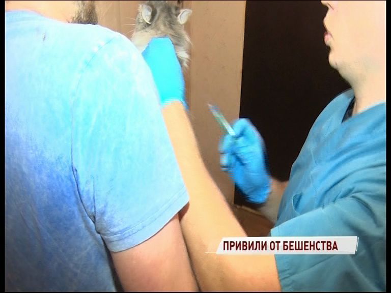 В Ярославле у домашней собаки выявлено бешенство