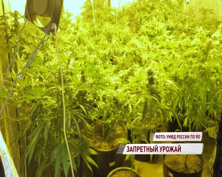 Рыбинец вырастил 46 кустов конопли на дачном участке