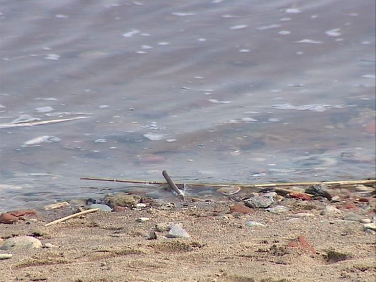 Общественники предложили развивать парковые и прибрежные зоны на берегах малых рек