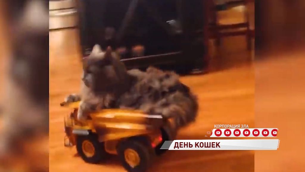 День кошек: за что ярославцы их любят