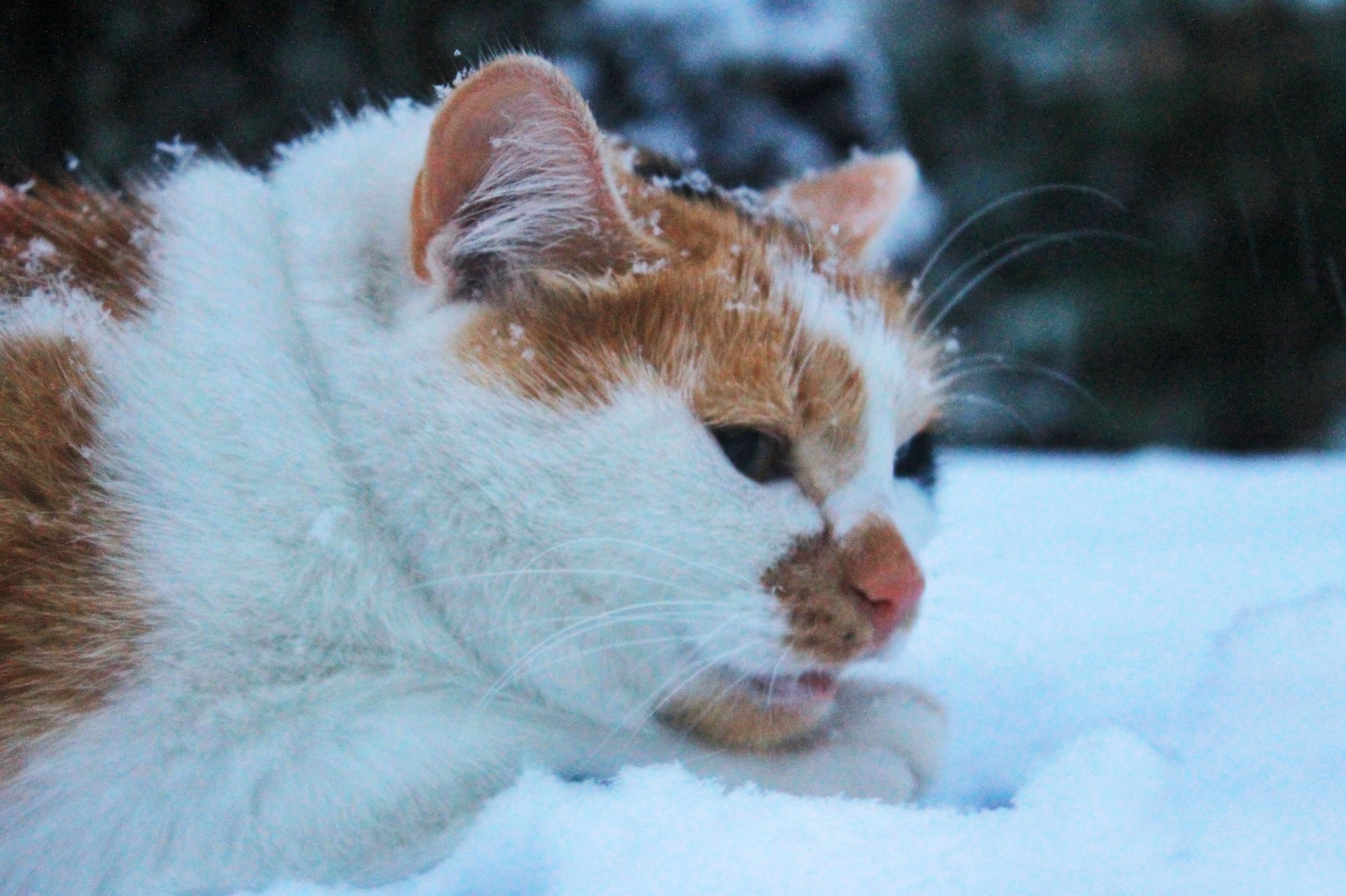 Погода резко испортится: МЧС выпустило экстренное предупреждение для ярославцев