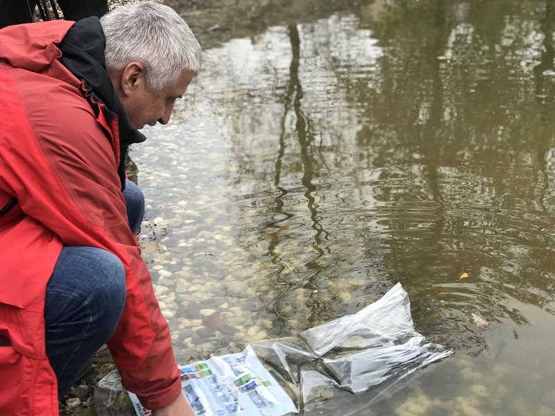 Пруд в Карякинском парке в Рыбинске будут очищать рыбы