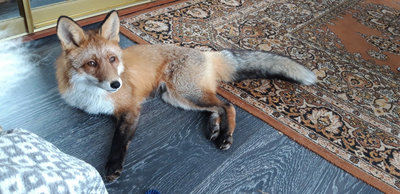 Ярославцев просят помочь найти домашнего лиса Гришу