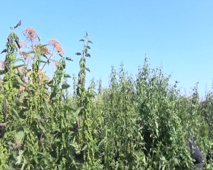 В Ростовском районе обнаружили целое поле конопли