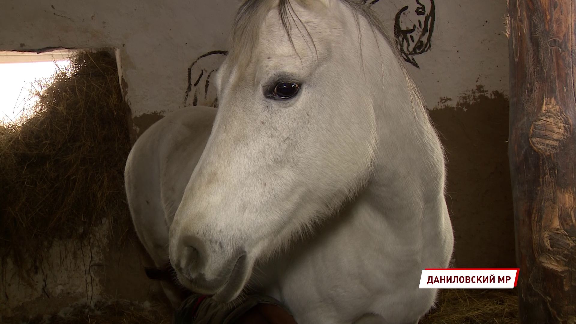 Ярославское общество защиты животных получило очередной президентский грант