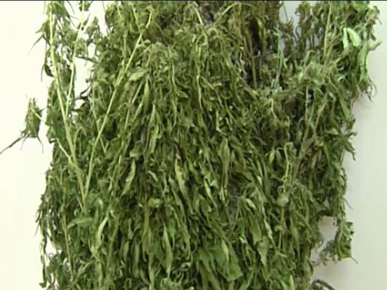 Полицейские задержали у заправки ярославца с 2 кг. марихуаны