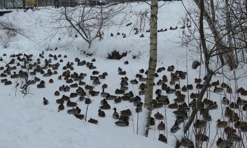 Ярославские спасатели помогают уткам пережить холодную зиму