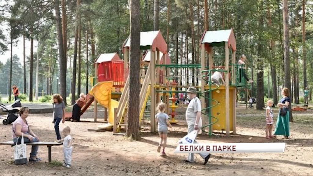 В парке возле ДК «Энергетик» поселят белок и установят особые кормушки