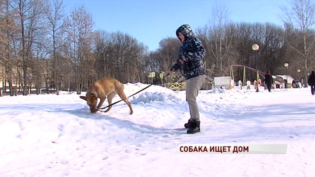 Жестоко избитая собака восстановилась после операций и ищет своего человека