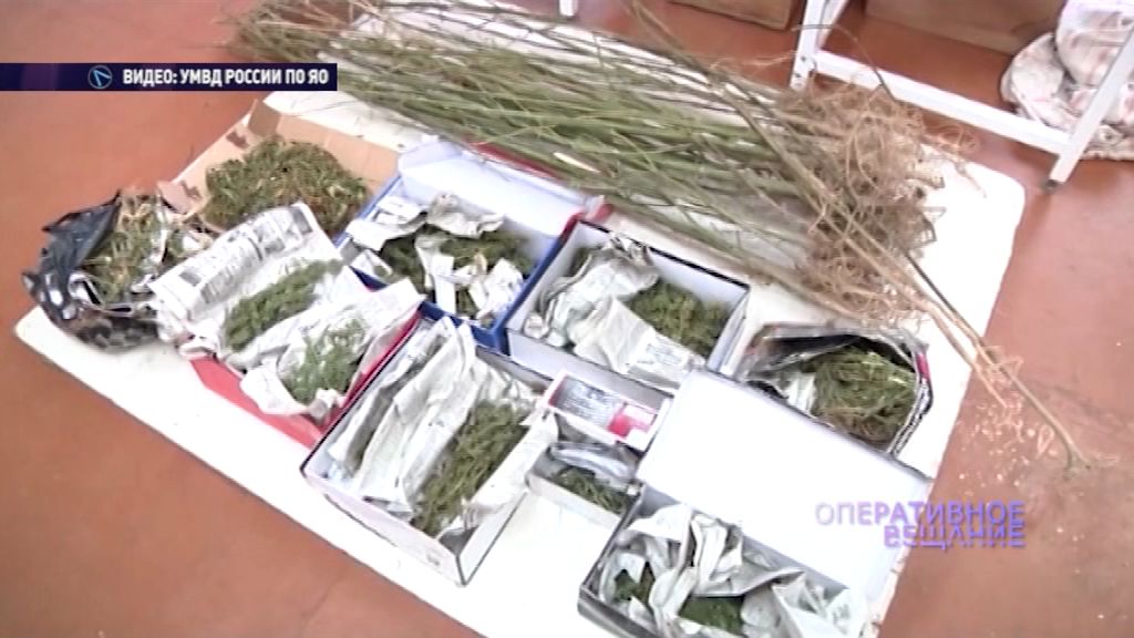 Жителя Некрасовского района поймали с огромным мешком конопли