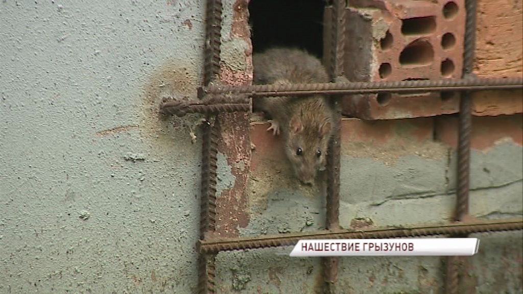 В Ярославле убили бешеную крысу
