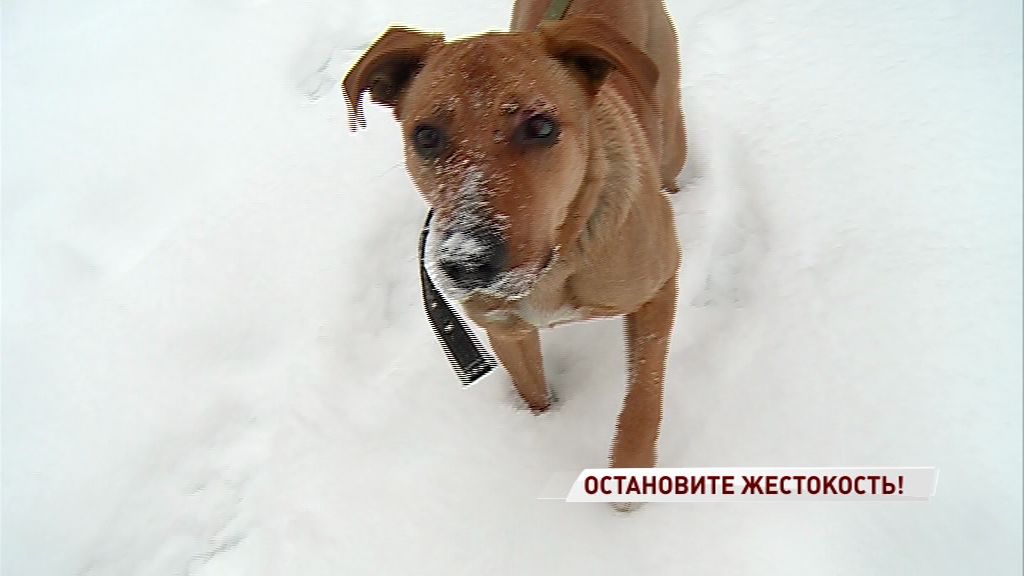 Не люди, а звери: водитель грузовика избил дворнягу битой