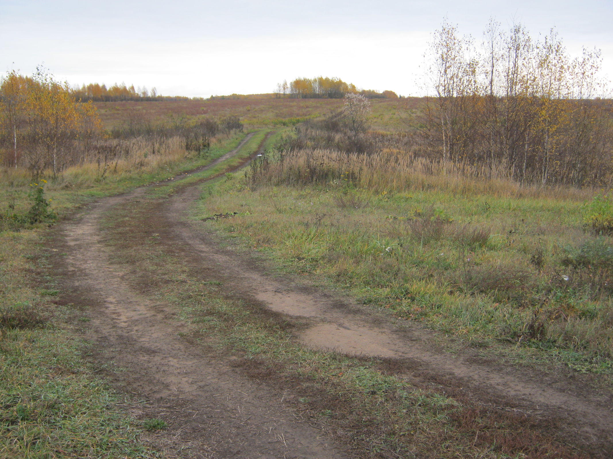 В Ярославской области близ населенного пункта на беременную женщину напал волк