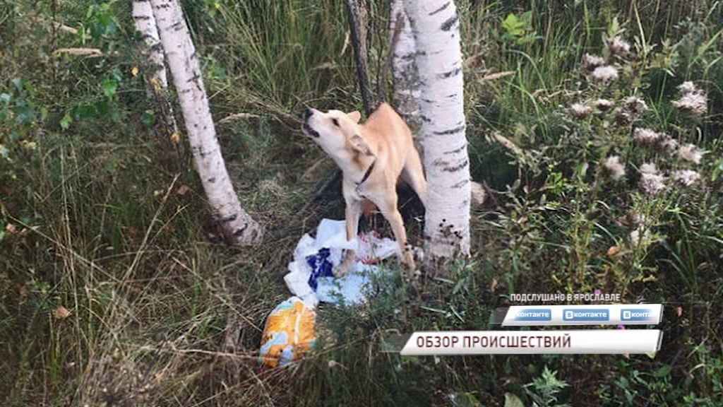 На проспекте Фрунзе две женщины привязали к дереву и оставили умирать собаку