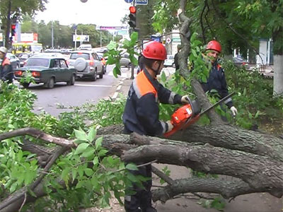 Деревья снова падают