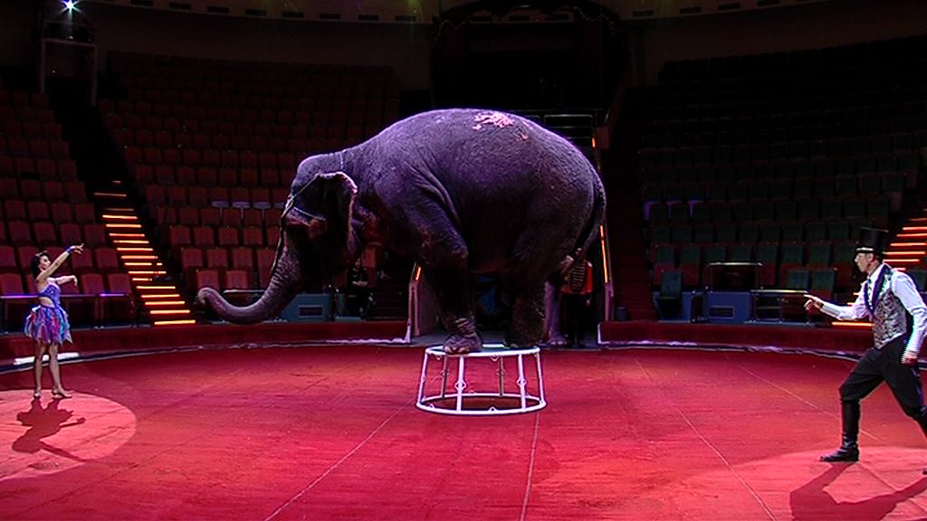 Аллигаторы, слоны и волшебная сказка о любви: чем удивят зрителей ярославского цирка