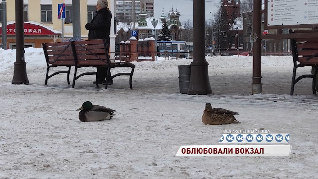 Рыбинский вокзал облюбовали утки
