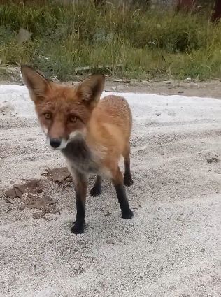 На территорию одного из рыбинских заводов пришла лиса