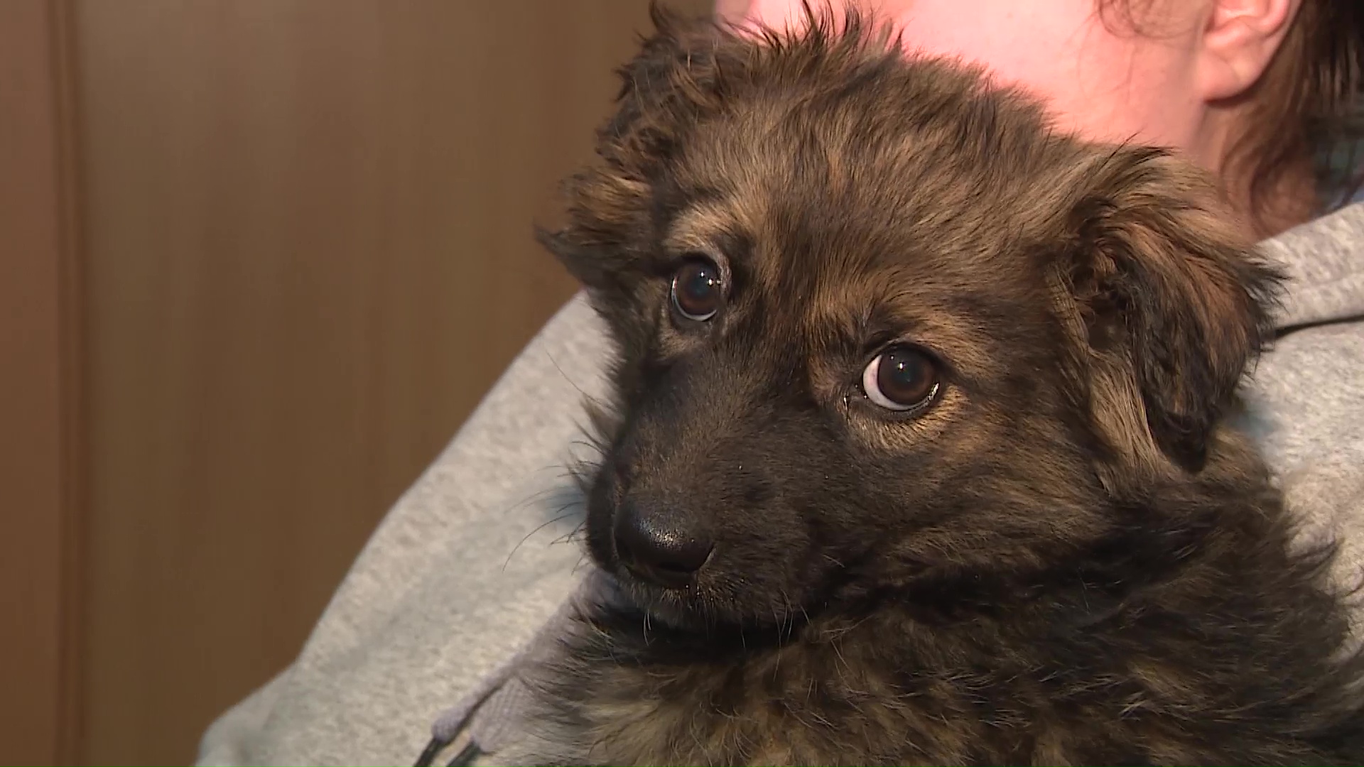 Ярославский приют для собак может погрузиться во тьму из-за долгов за электричество