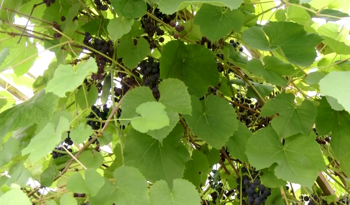 Утреннее шоу «Овсянка» от 07.09.20: учимся ухаживать за кожей и виноградом