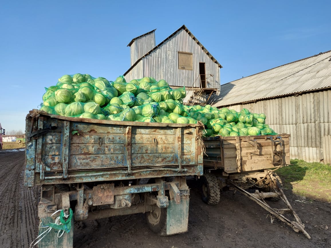 В Ярославской области постепенно подходит к концу уборочная кампания