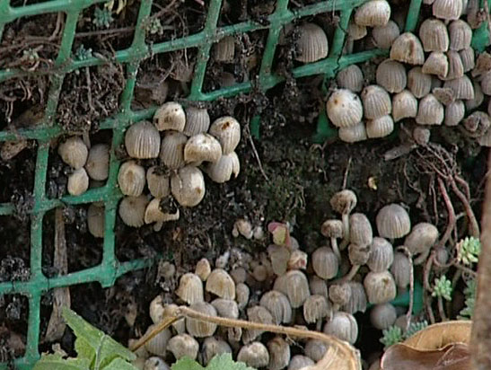 В музее растут грибы