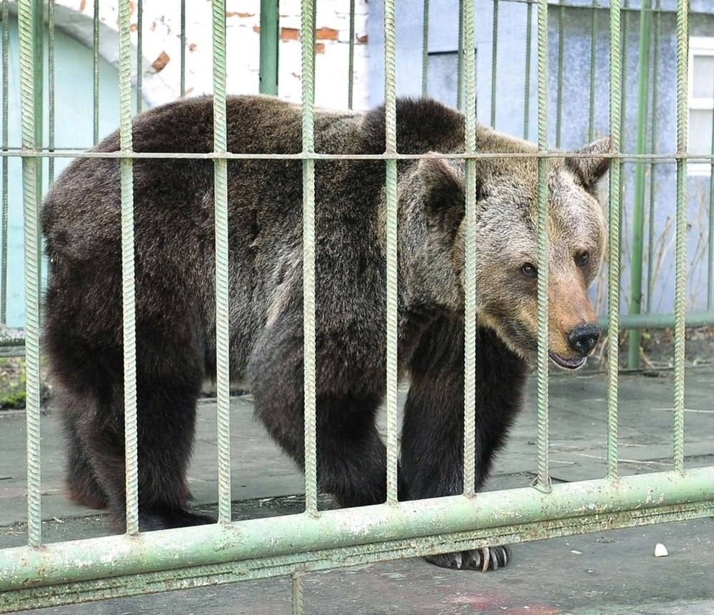 В Ярославле от зимнего сна пробудилась медведица Маша